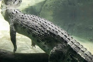 Krokodilkörper