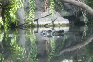 Krokodilaugen