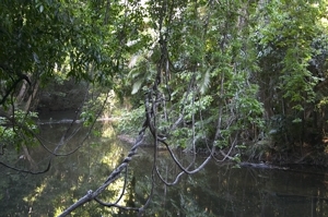 Regenwaldfluss