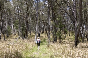 Wanderung durch Eukalyptuswald