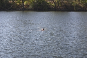 Bruno schwimmt