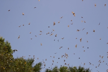 Flying Foxes