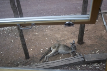 Känguru vor Fenster